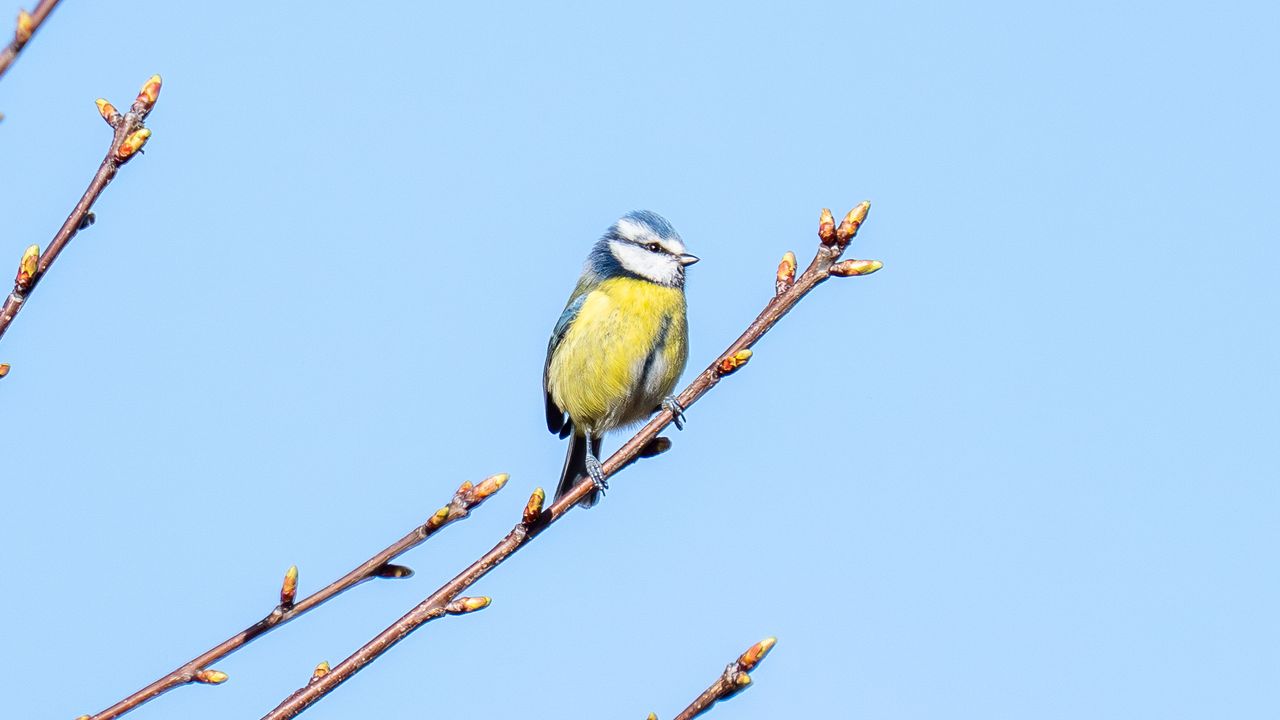 eurasian blue tit sat in a tree