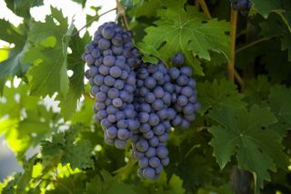 Brachetto wine grapes