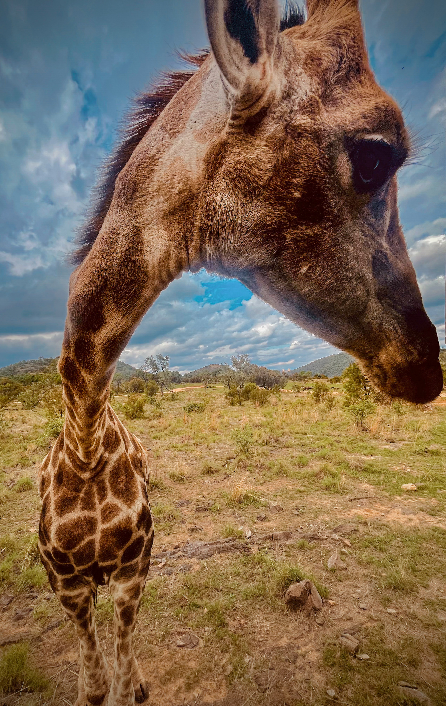 A close-up, wide-angle shot of a giraffe's head leaning dramatically toward the camera, contrasting its patterned neck and body against a grassy landscape under a dramatic, cloudy sky.