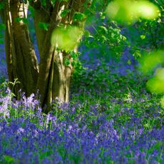 Bluebells in garden
