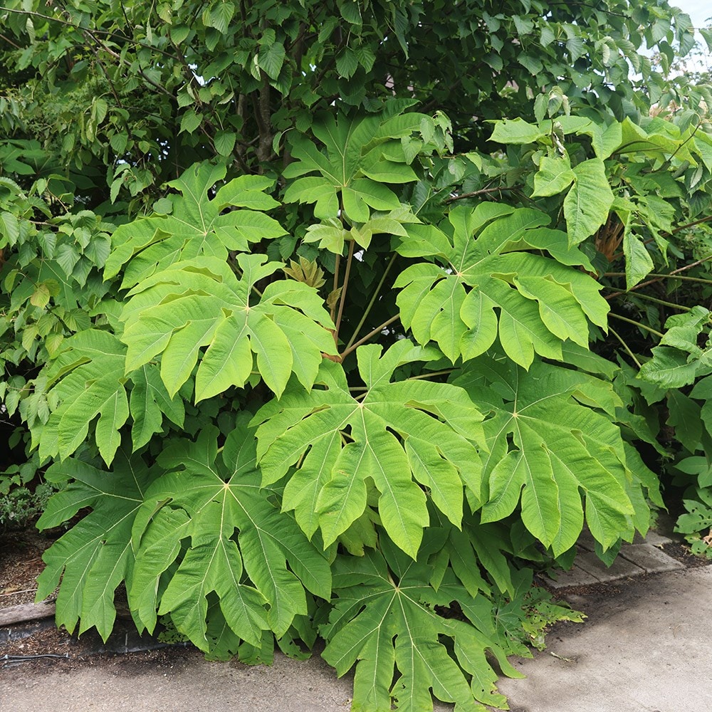 Tetrapanax Papyrifer 'rex'