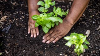 woman planting a plant in soil with hands