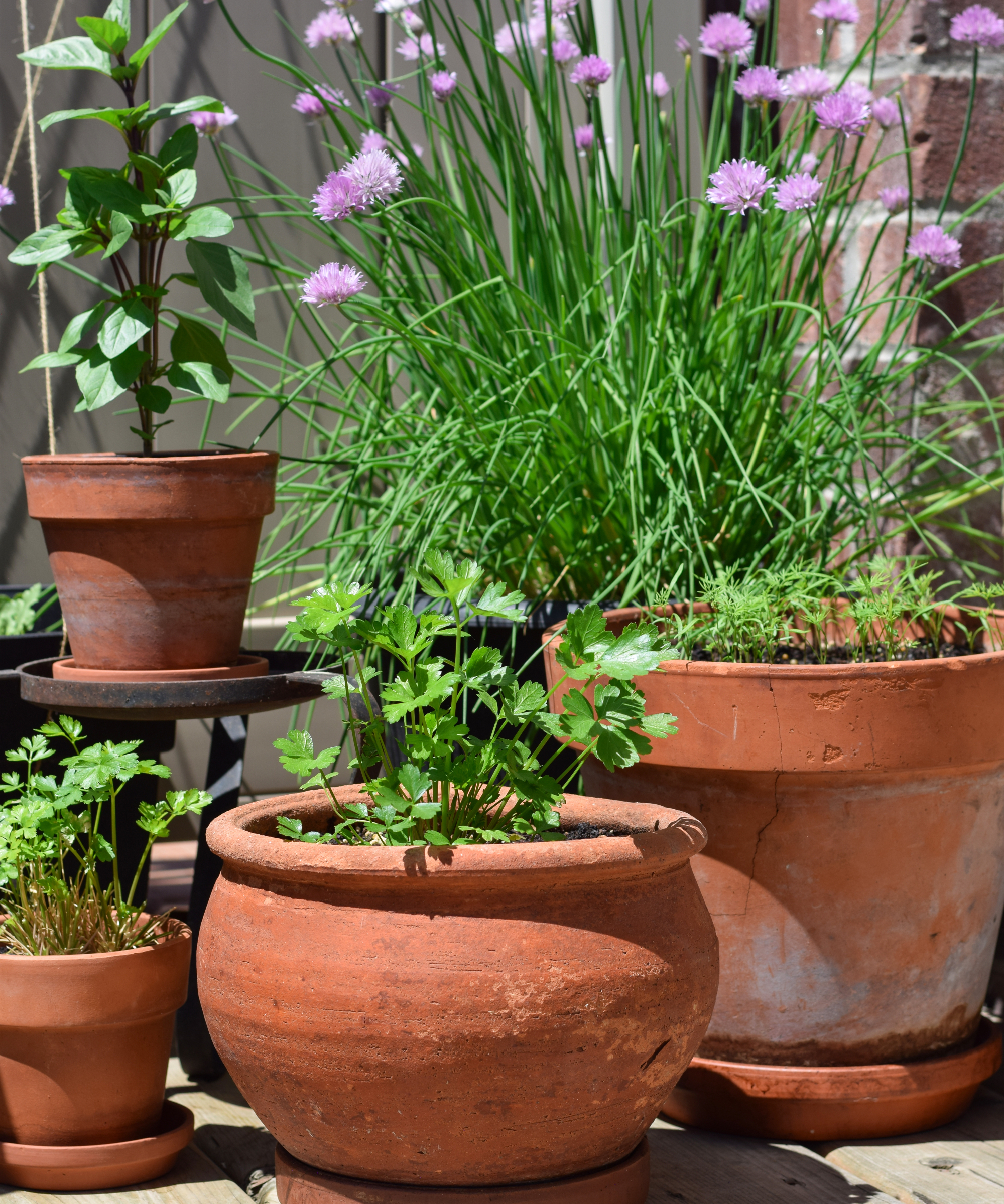 Group of terracotta pots with herbs on a balcony pation on a sunny summer day