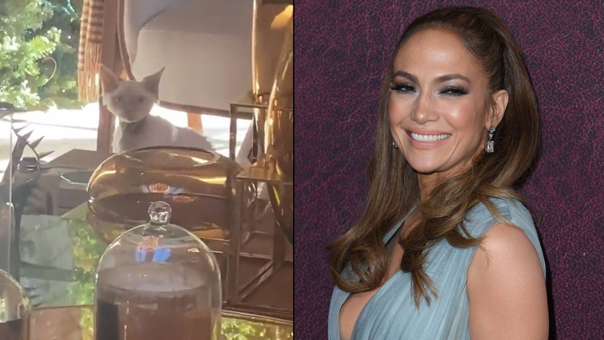 Jennifer Lopez&#039;s new kitten Hendrix