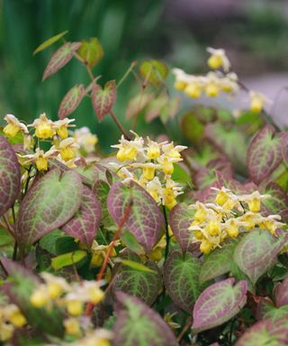 Yellow blooming barrenwort flowers