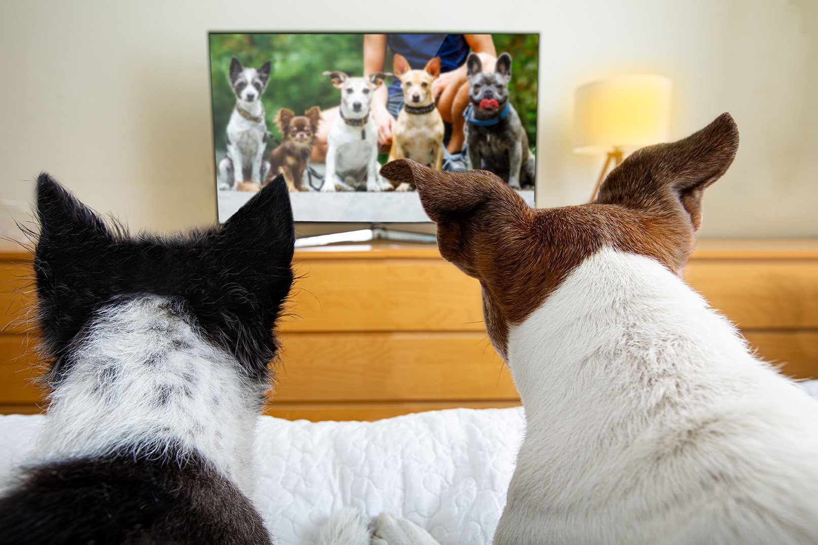 DOGTV