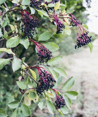 elderberry shrub with berries