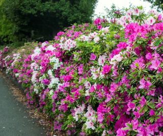 Colorful evergreen rhododendrons create an attractive evergreen hedge