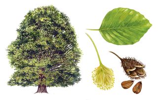 identifying british trees