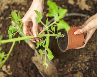 Planting tomato plant into ground