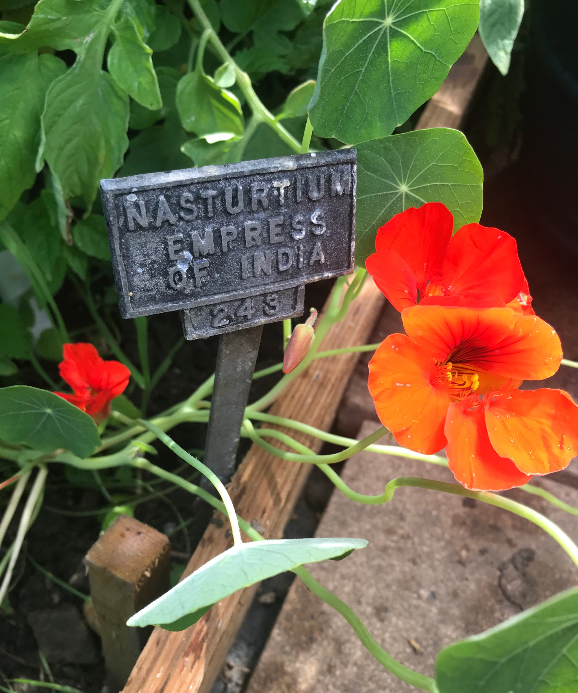 orange nasturtium empress of india flower