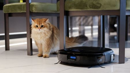 eufy Robot vacuum Omni Pro S1 moving around a white tiled floor under a dining table with green chairs and a very fluffy long haired orange cat in shot