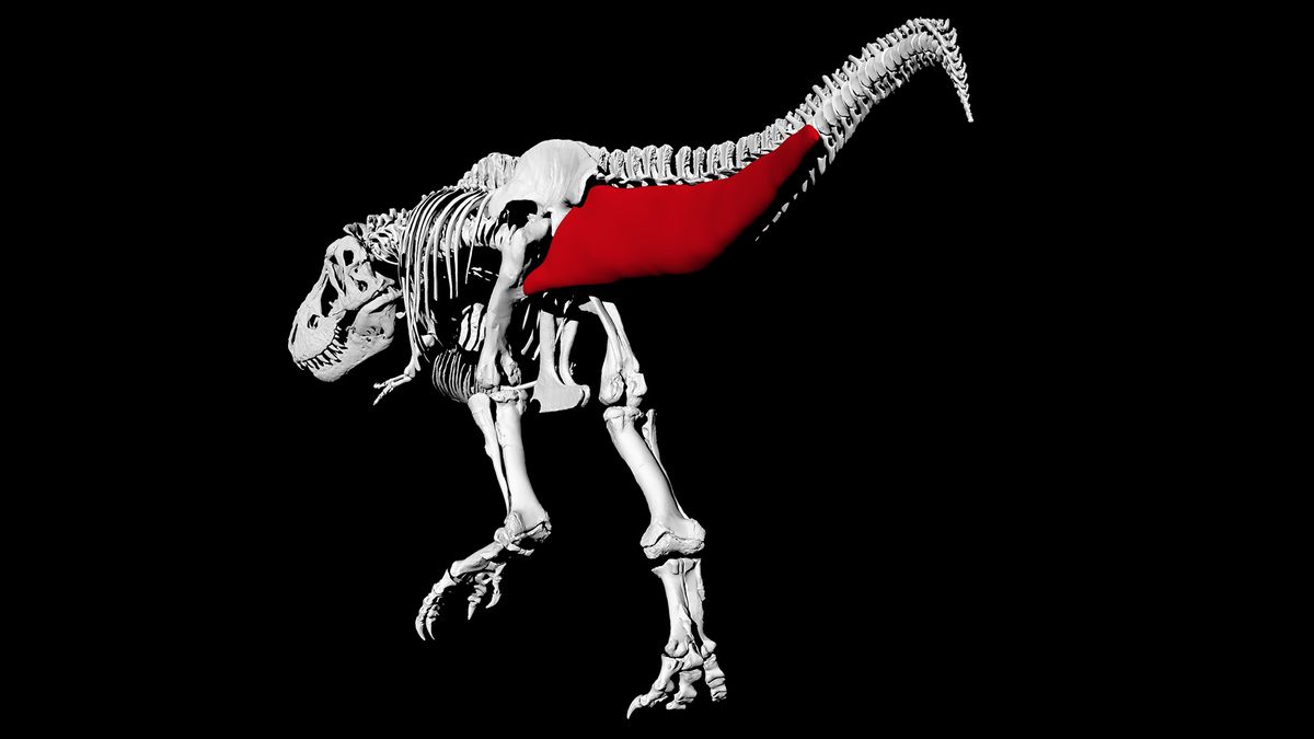 It’s not important to surpass a T. rex – you can probably run it out