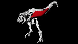 Tail muscle reconstruction in a T. rex.