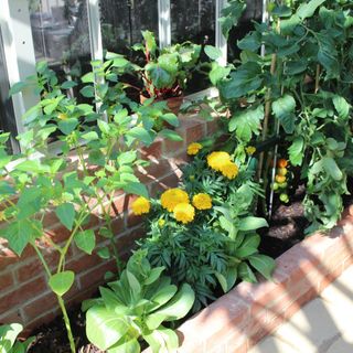 Marigolds and tomato plants with ripening tomatoes in planter at RHS Chelsea Flower Show 2024