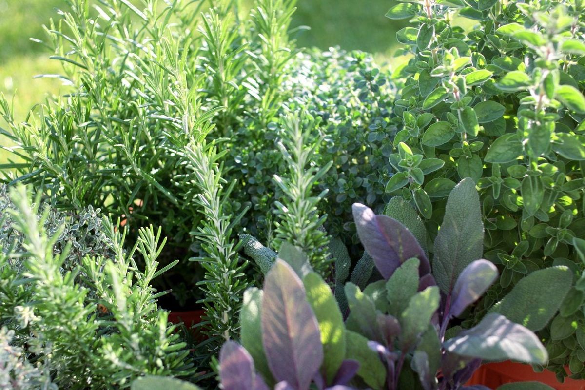  title: 'Growing Herbs At Home: Making An Herb Garden In Your Yard'