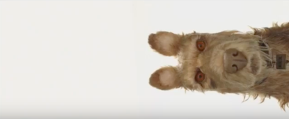 Edward Norton voices the dog Rex in the next feature film by Wes Anderson.