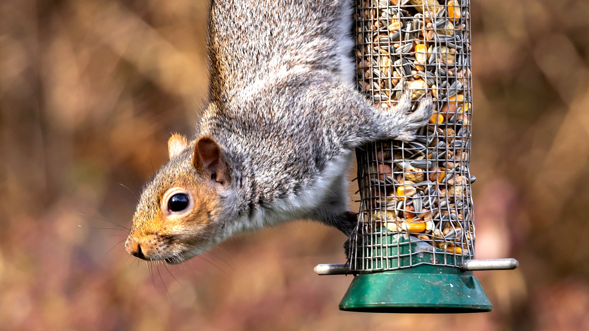 squirrel climbing down tube bird feeder filled with bird food
