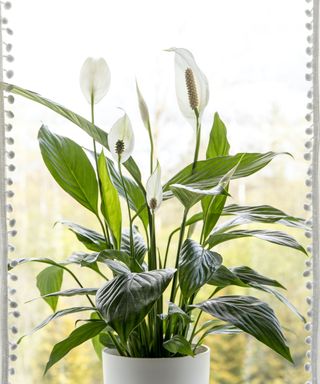 A peace lily in a white planter on a windowsill with white curtains