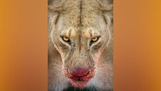 Close-up of a lioness looking right towards the lens, having blood on her mouth 