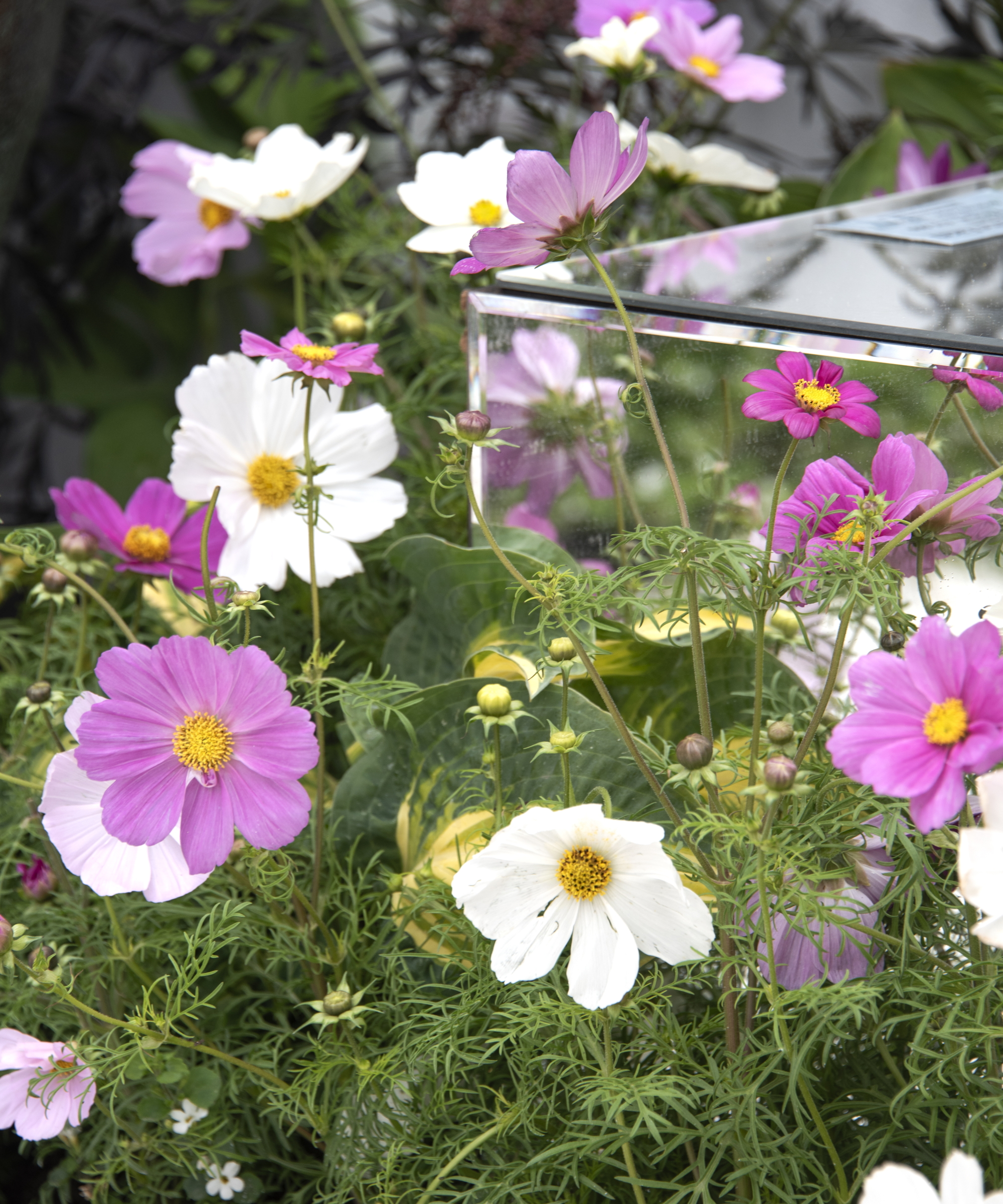 Cosmos flowers blooming in shades of white and pink at the RHS Chelsea Flower Show 2026