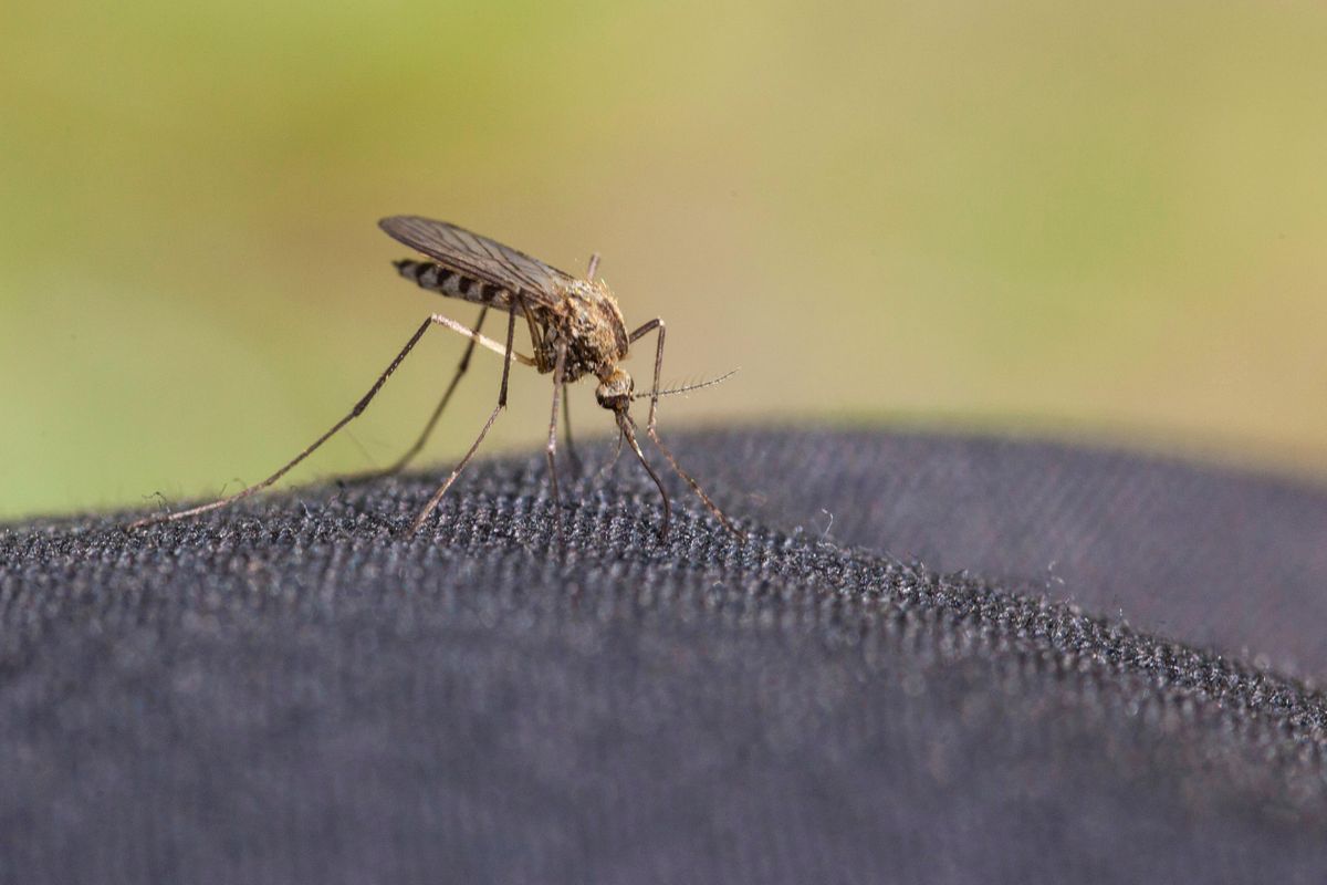 How to get rid of mosquitoes – expert advice on avoiding bites