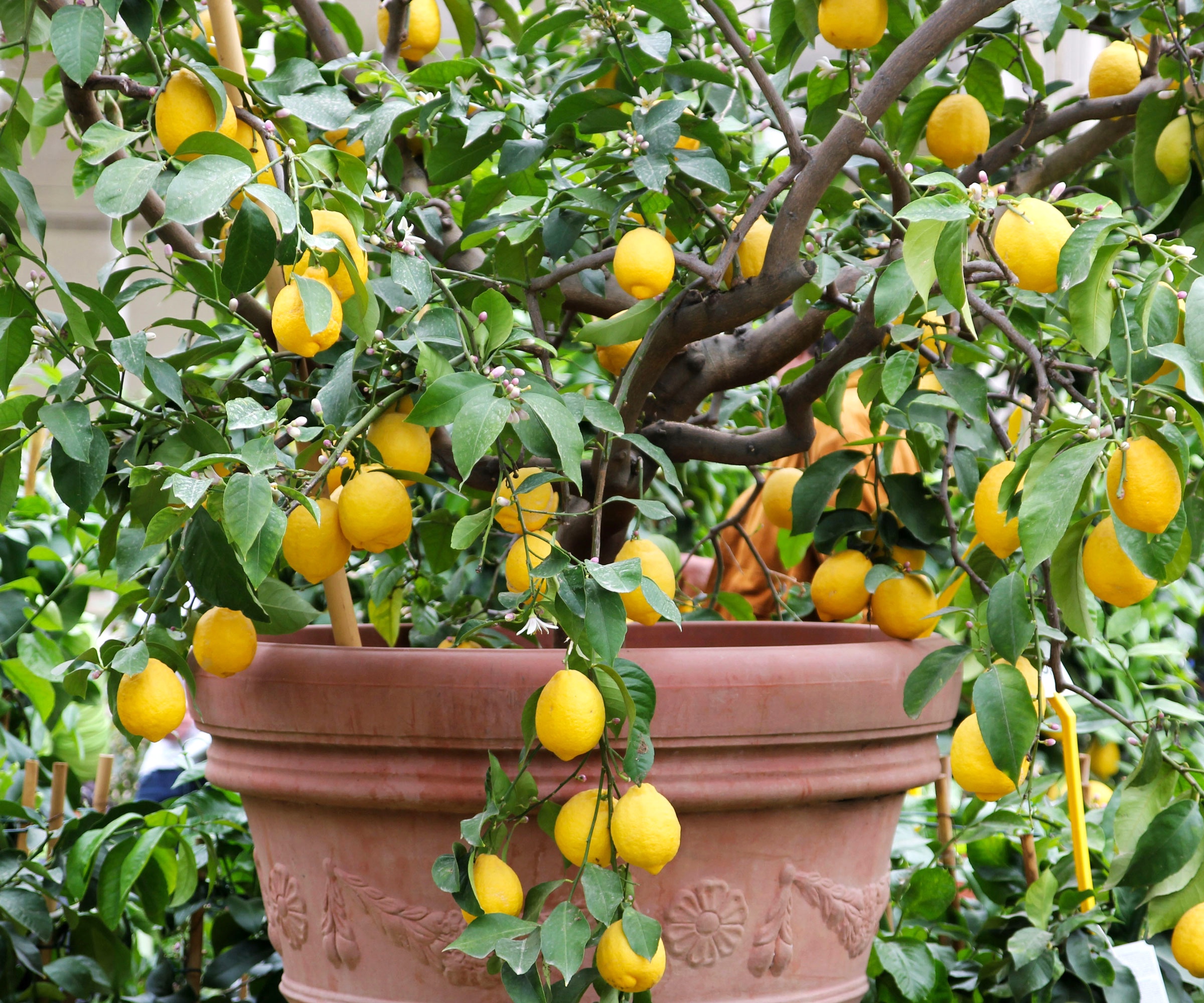potted lemon tree showing lots of yellow fruit