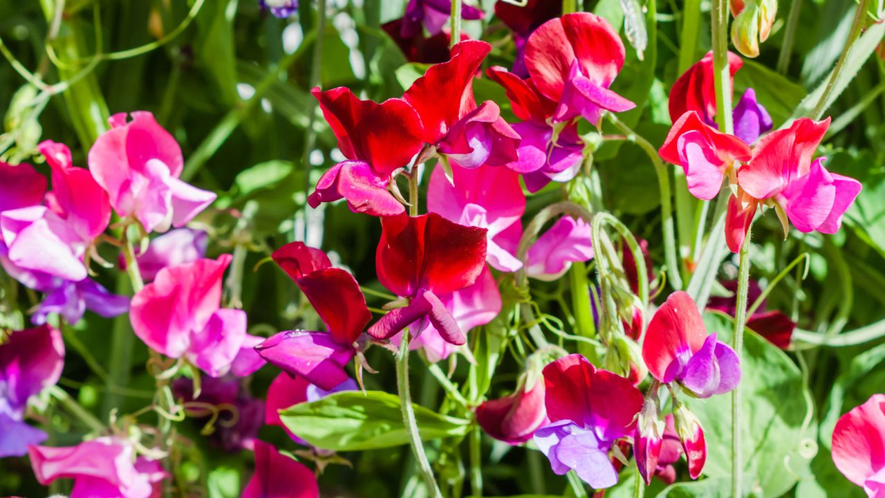 Sweet pea flowers in the garden