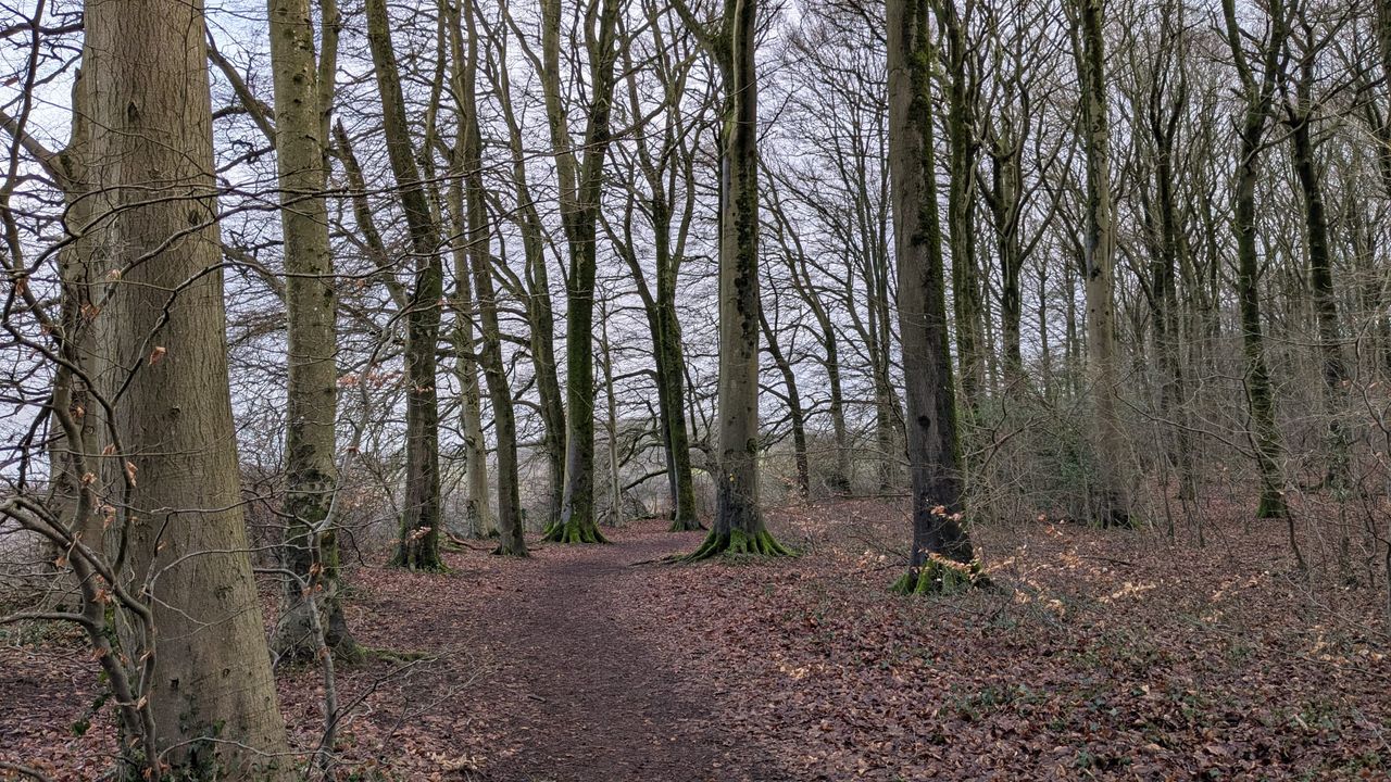 Japanese forest walking