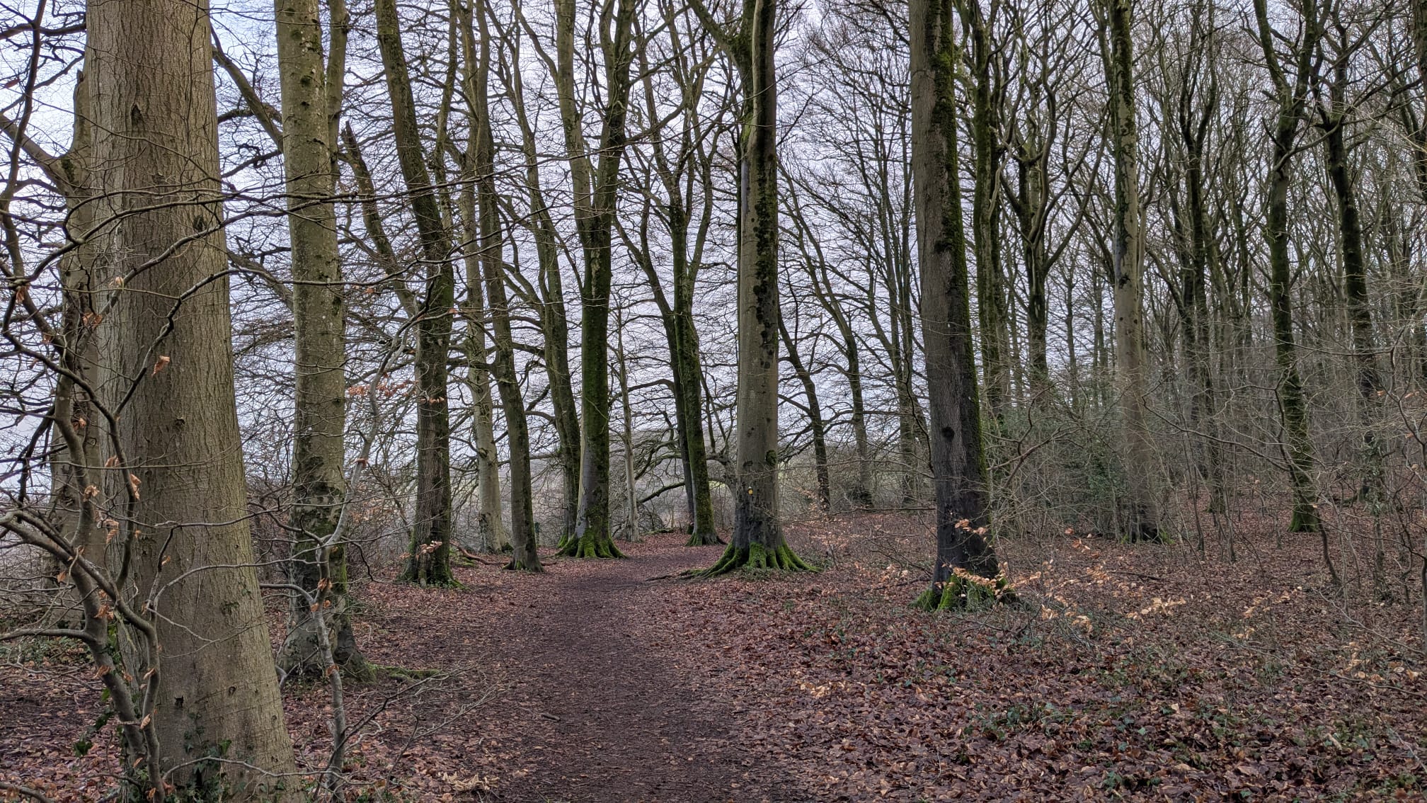 Japanese forest walking
