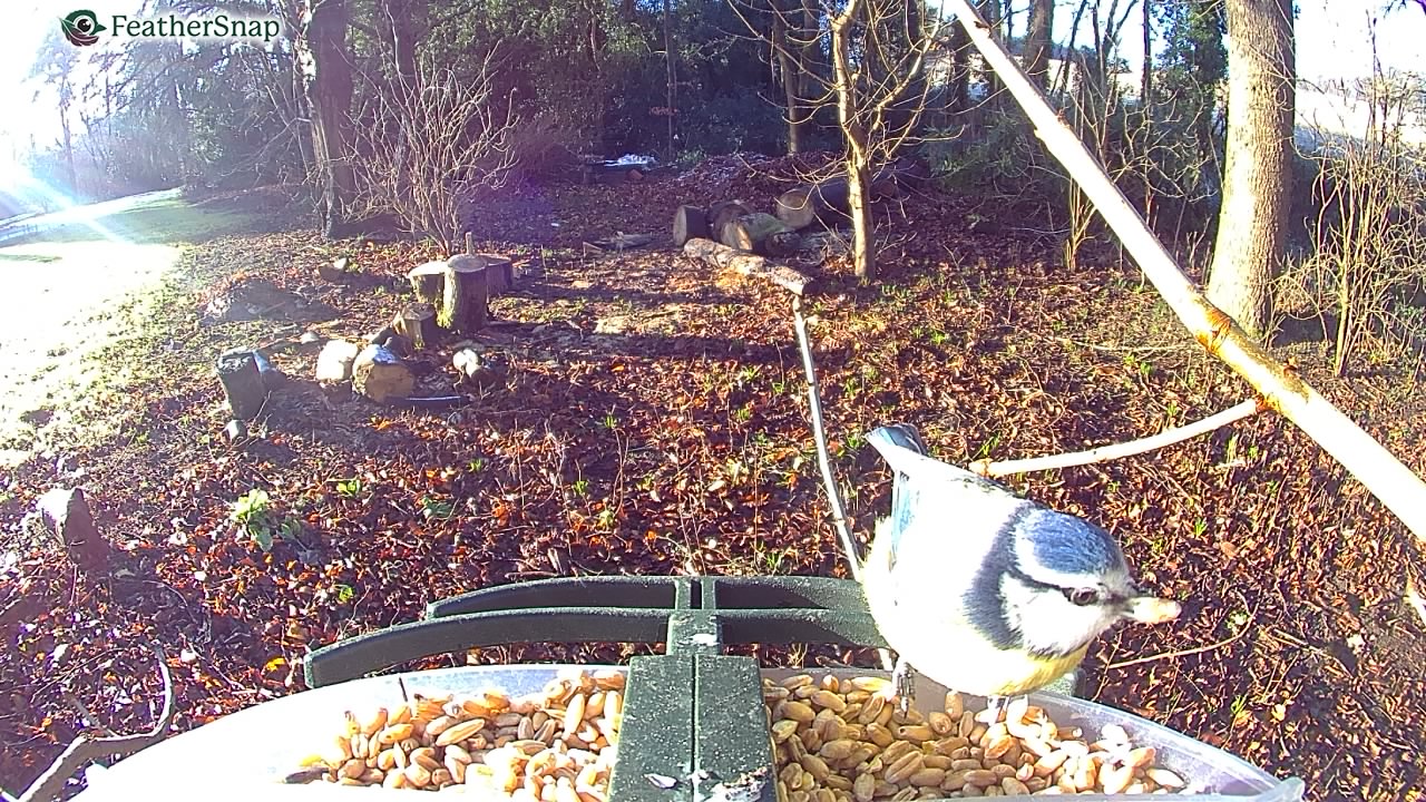 Garden bird on a bird feeder, taken with the FeatherSnap Scout bird feeder camera