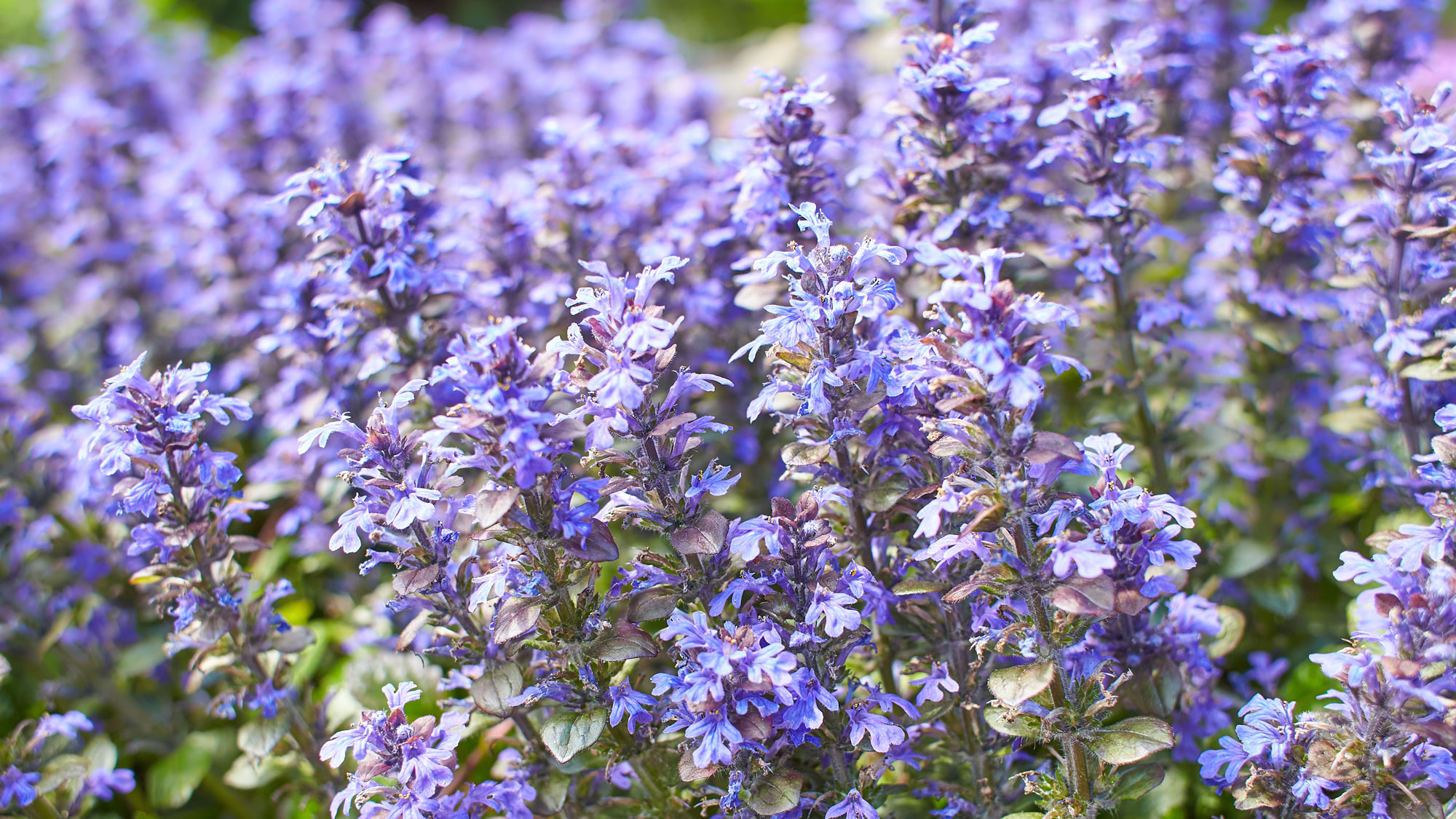 violet carpet bugleweed with purple floral clusters