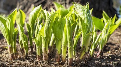Young hosta shoots emerging from the ground