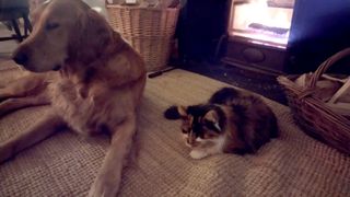 Hopper and cat