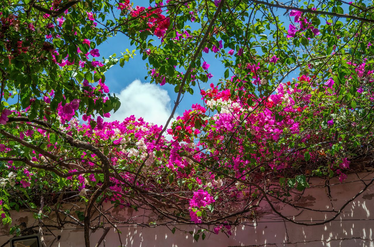 bougainvillea growing over a patio