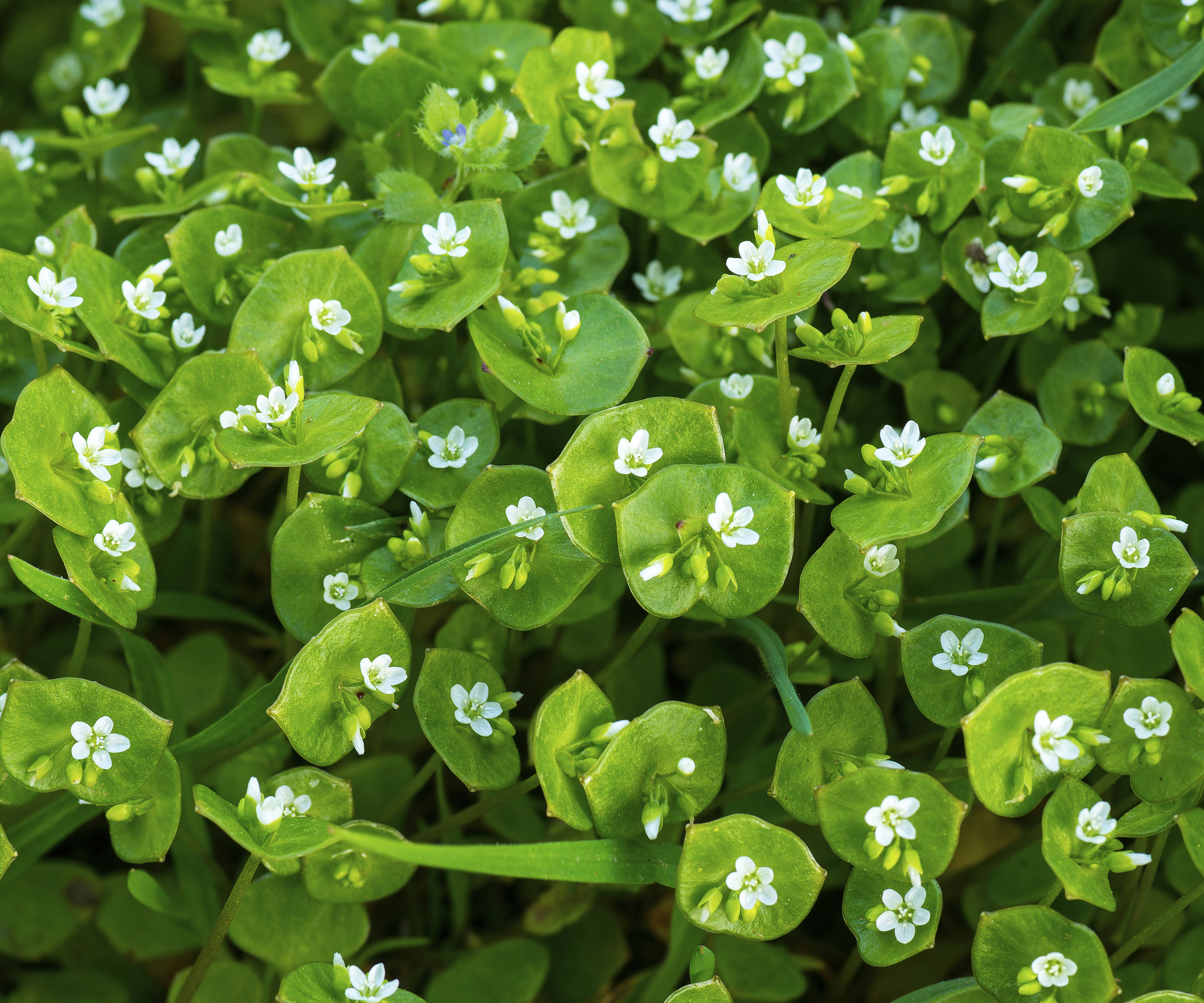 claytonia leaves with tiny white flowers