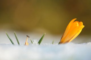 Winter Gnat and Crocus, single yellow blossom, flowering in snow, springtime, Germany