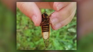 West Virginia University researchers were part of a team that discovered how Massospora, a parasitic fungus, manipulates male cicadas into flicking their wings like females — a mating invitation — to tempt and infect other males.