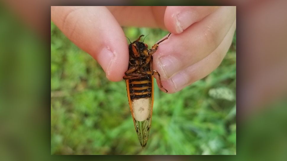 Mind-controlling fungus makes zombie cicadas lure other cicadas to a zombie fate
