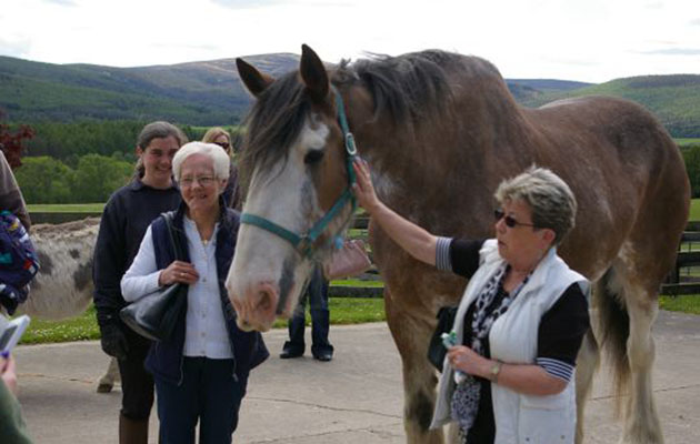 biggest horse