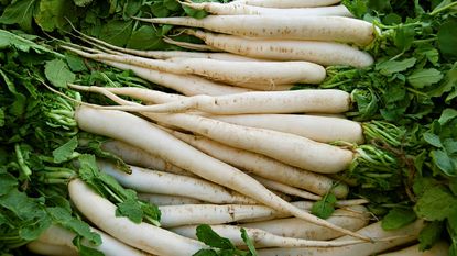 bunch of white, long radish variety 