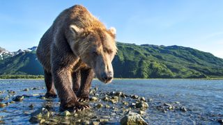 A photo of a grizzly bear walking along a salmon spawning stream in Katmai National Park, Alaska.