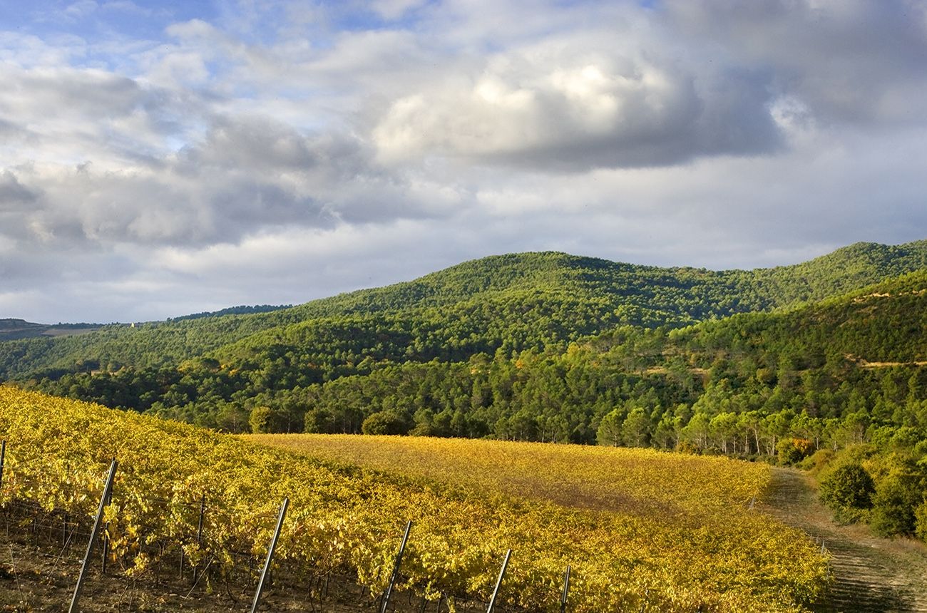 Our expert selects 18 wines from the mountains of Navarra that you need to taste