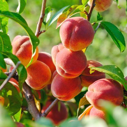 Peaches growing on peach tree