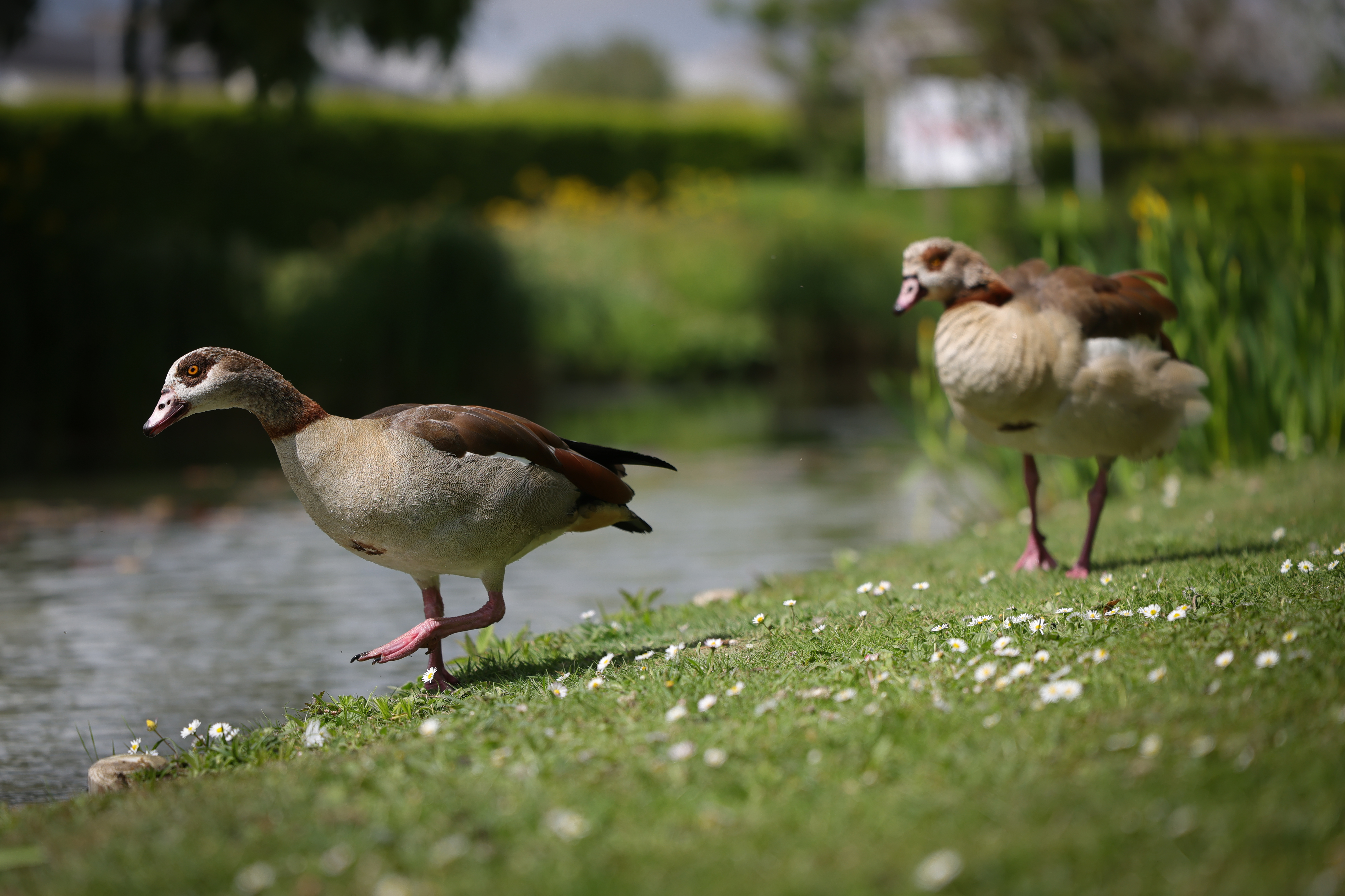 Sample image shot on the Canon EOS R6 V with the Canon RF 24-105mm f/2.8L IS USM Z