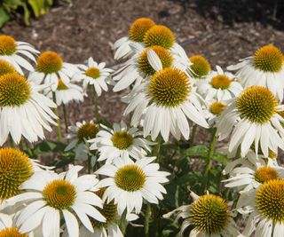 white coneflowers flowering in prairie style garden