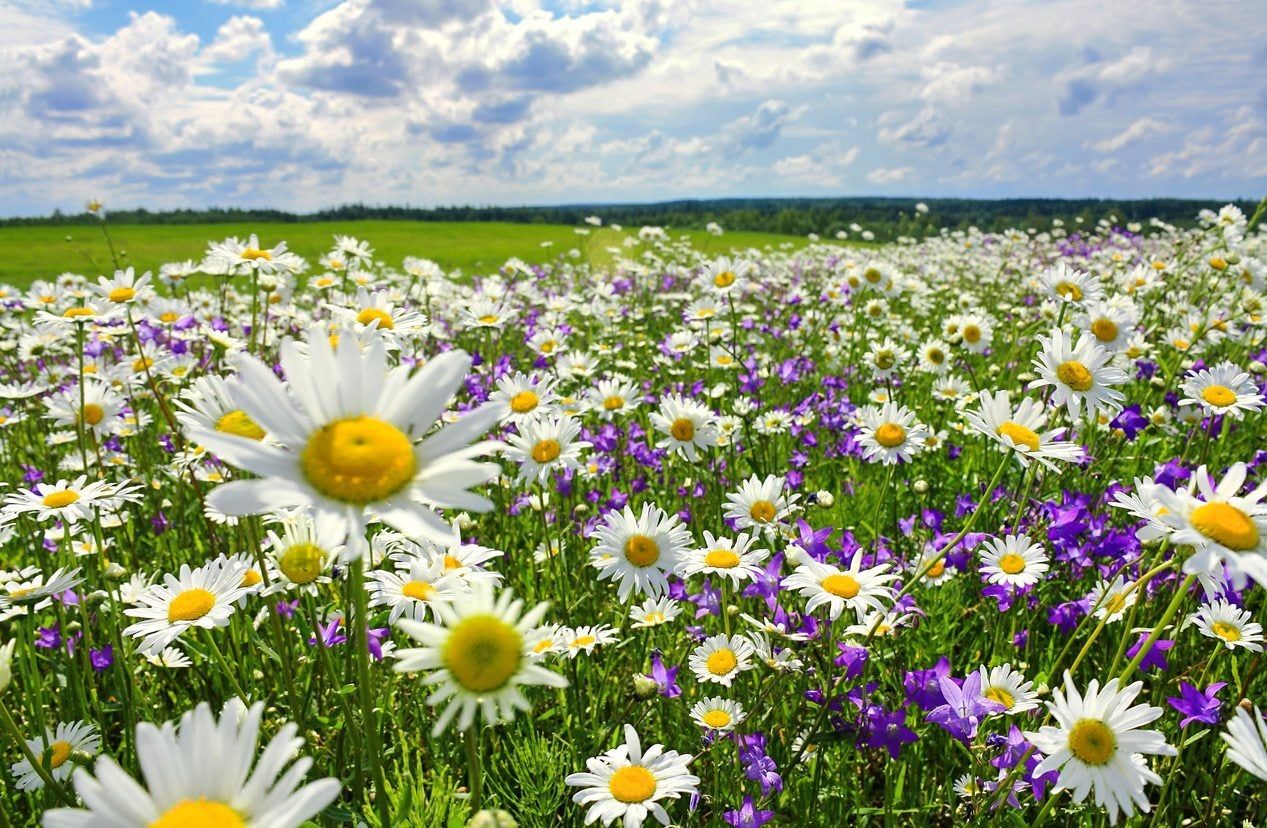 Field Of White And Purple Wildflowers