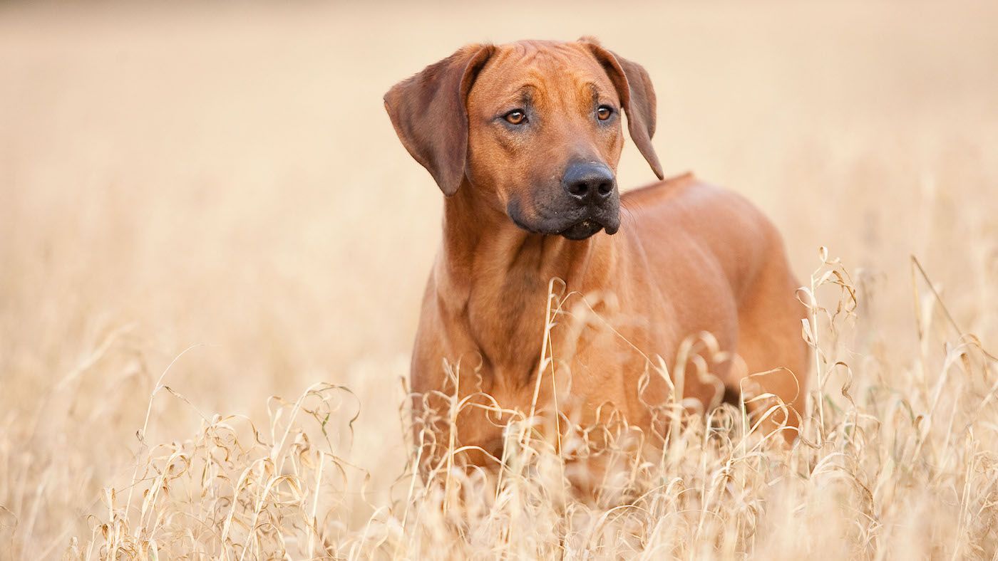 Rhodesian Ridgeback facts, history and characteristics | Horse & Hound