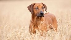 Rhodesian Ridgeback
