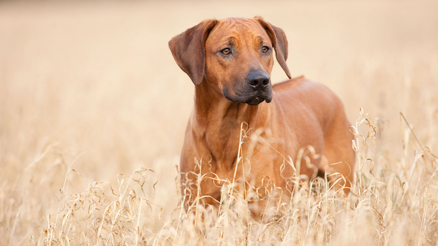 Rhodesian Ridgeback